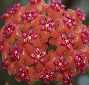 Flower Seeds, Seeds for Planting, Plant Seeds