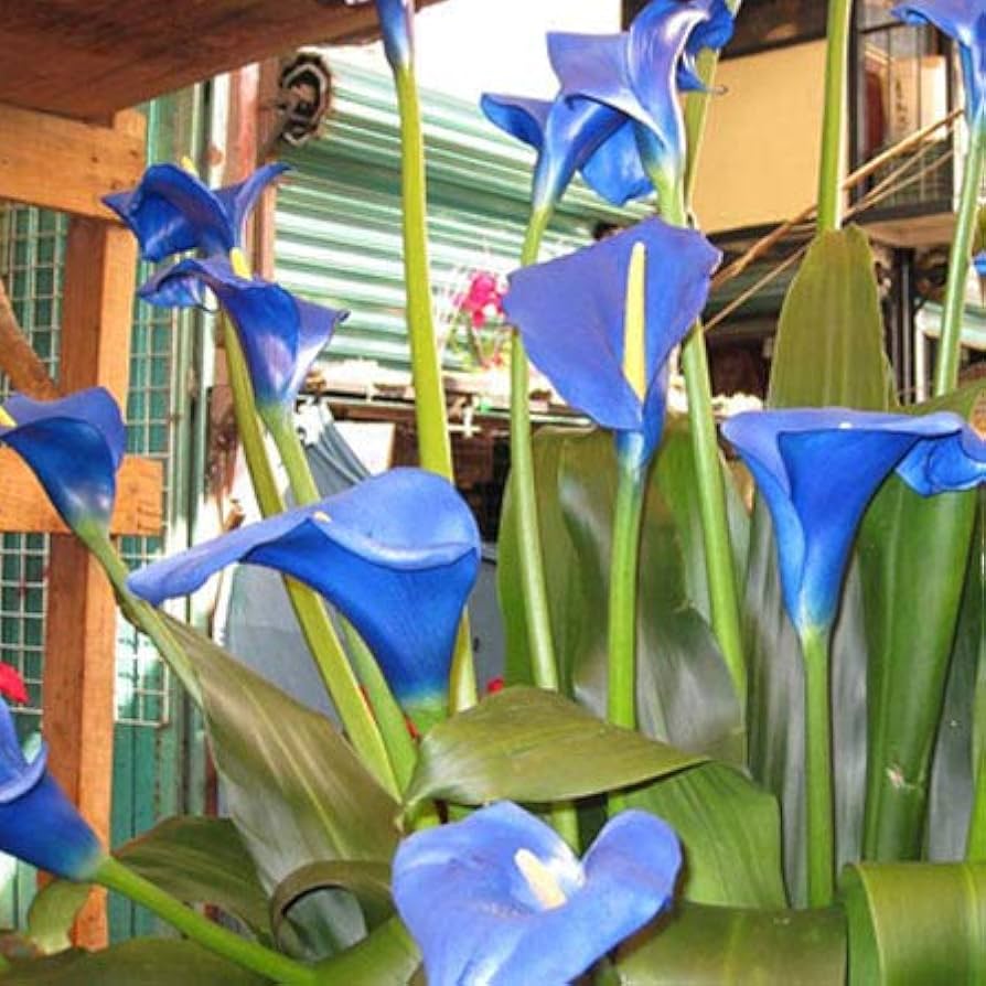 Fresh Calla Flower Seeds for Planting, Blue 100 pcs