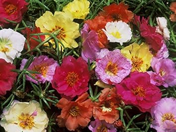 Flower Seeds, Seeds for Planting, Plant Seeds