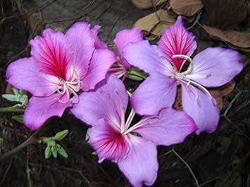 Lavender Bauhinia Tree Seeds for Planting
