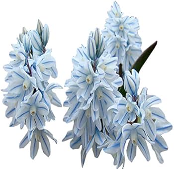 Nivalis SnowDrop Flower Seeds for Garden Planting - 100 pcs