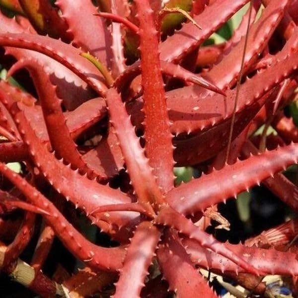 Rare Red Aloe Vera Plant Seeds for Planting-Heirloom & Non-GMO Seeds for planting