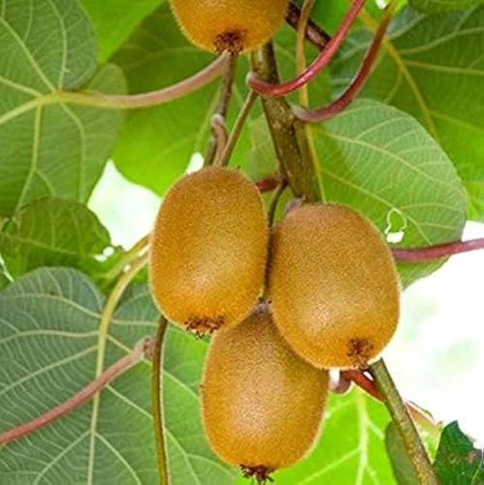 kiwi vine flower seeds
