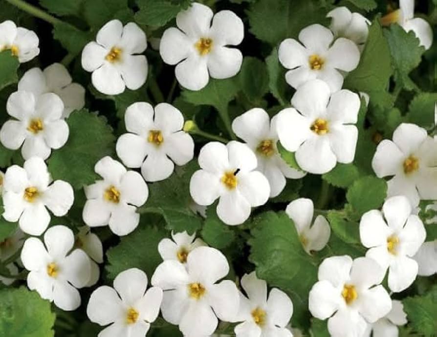 bacopa monnieri plant seeds Organic Heirloom Bacopa Flower Seeds for Planting – Mixed Colors, Non-GMO, High Germination Trailing Blooms