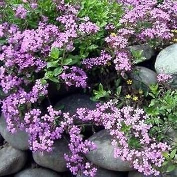 violet saponaria flower seeds