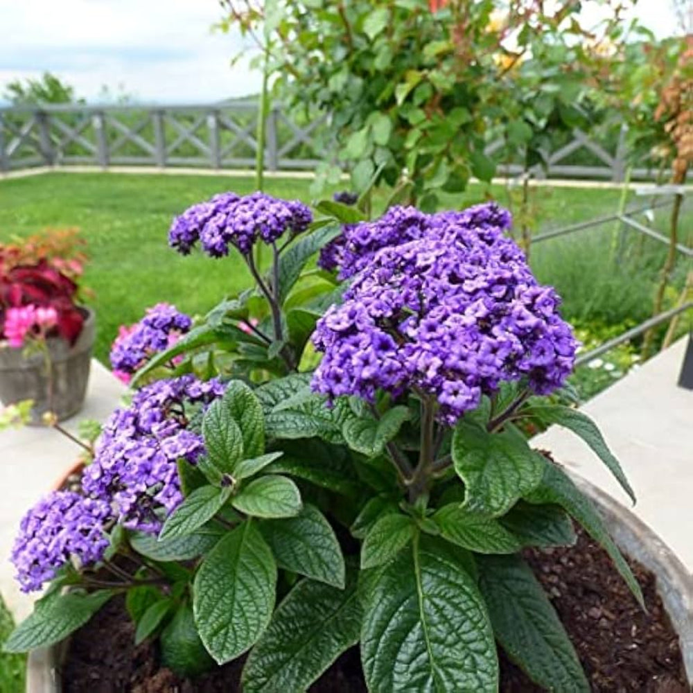 heliotropium flower flower seeds