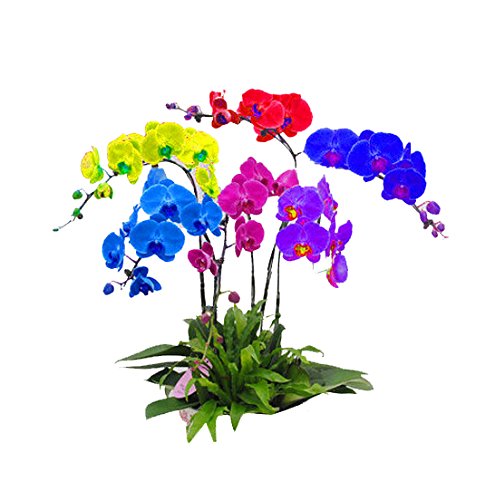 Rainbow Phalaenopsis Orchid Flower Seeds 100 pcs