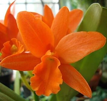 orange heirloom flower seeds