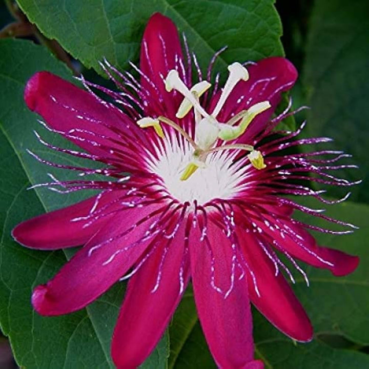 Passiflora Incarnata Blomsterfrø til udplantning - Pink 100 stk