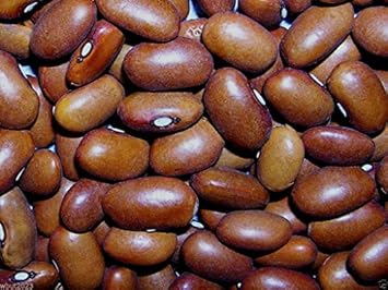 Brown Swedish Bean Seeds for Planting