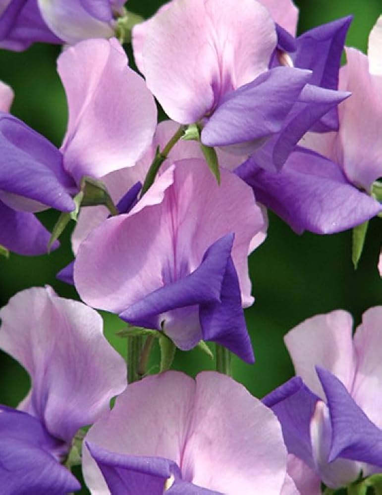Pink Blue Sweet Pea Flower Seeds – Heirloom, Non-GMO, Fragrant Climbing Garden Seeds for Planting