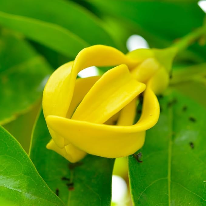 Yellow Cananga Flower Seeds for Planting 100 pcs