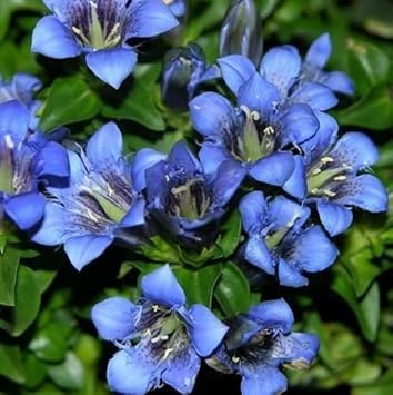 blue gentiana flower seeds