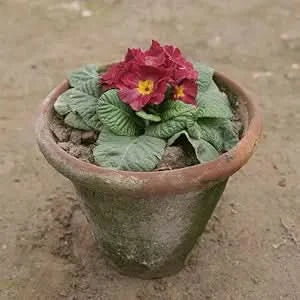 primula acaulis flower seeds