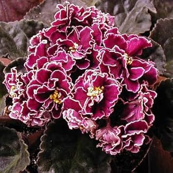 burgundy saintpaulia flower seeds