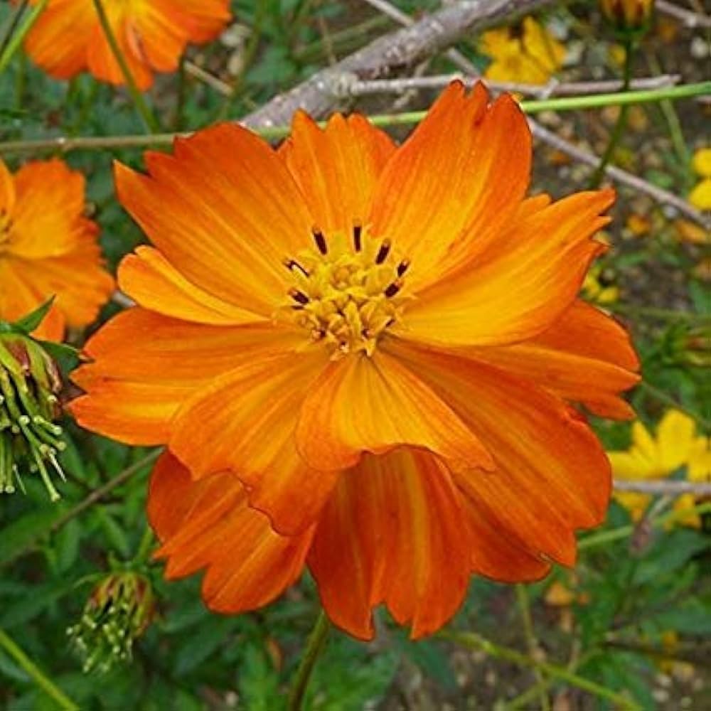 yellow orange flower seeds