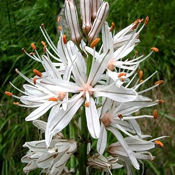 heirloom non flower seeds