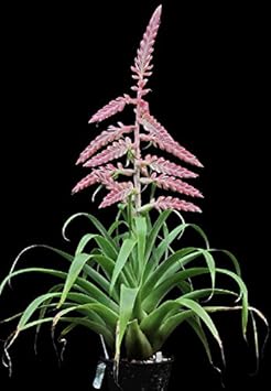 pink tillandsia flower seeds