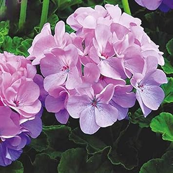 Flower Seeds, Seeds for Planting, Plant Seeds