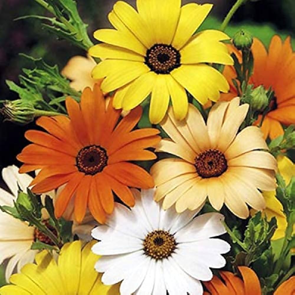 orange yellow flower seeds
