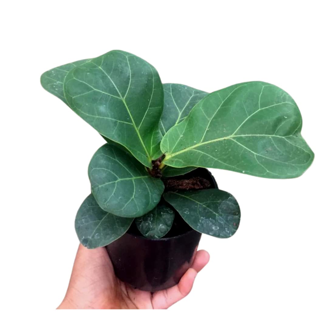 Ficus Lyrata Tree Seeds for Planting - Green 100 pcs