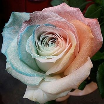 Flower Seeds, Seeds for Planting, Plant Seeds