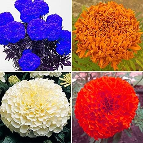 Fresh Marigold Flower Seeds for Planting, Multi-Colour 100 pcs