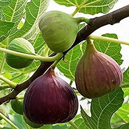 planting figs from seed Poona Fig Seeds – Heirloom, Non-GMO – Neeraseeds