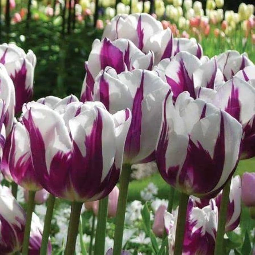 Violet White Tulip Flower Seeds for Garden – Heirloom, Non-GMO, Colorful Blooms