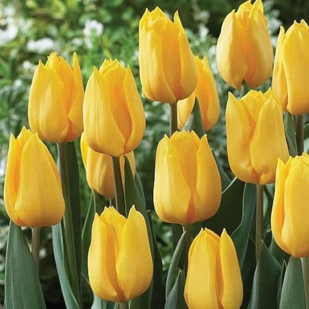 yellow tulip flower seeds