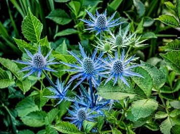 organic eryngium flower seeds