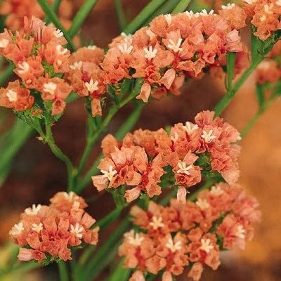apricot statice flower seeds