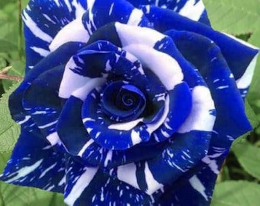 blue rose flower seeds