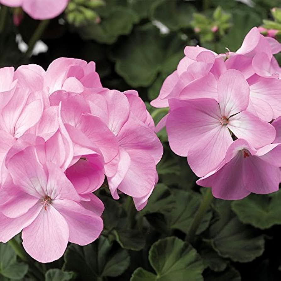 pink white flower seeds