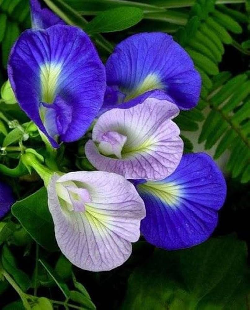 blue persian flower seeds