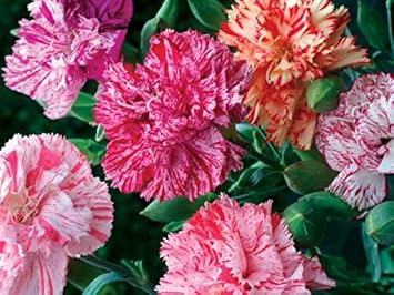 Flower Seeds, Seeds for Planting, Plant Seeds