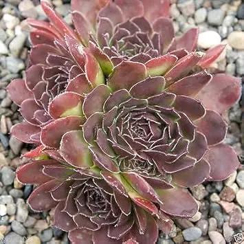 maroon jovibarba flower seeds
