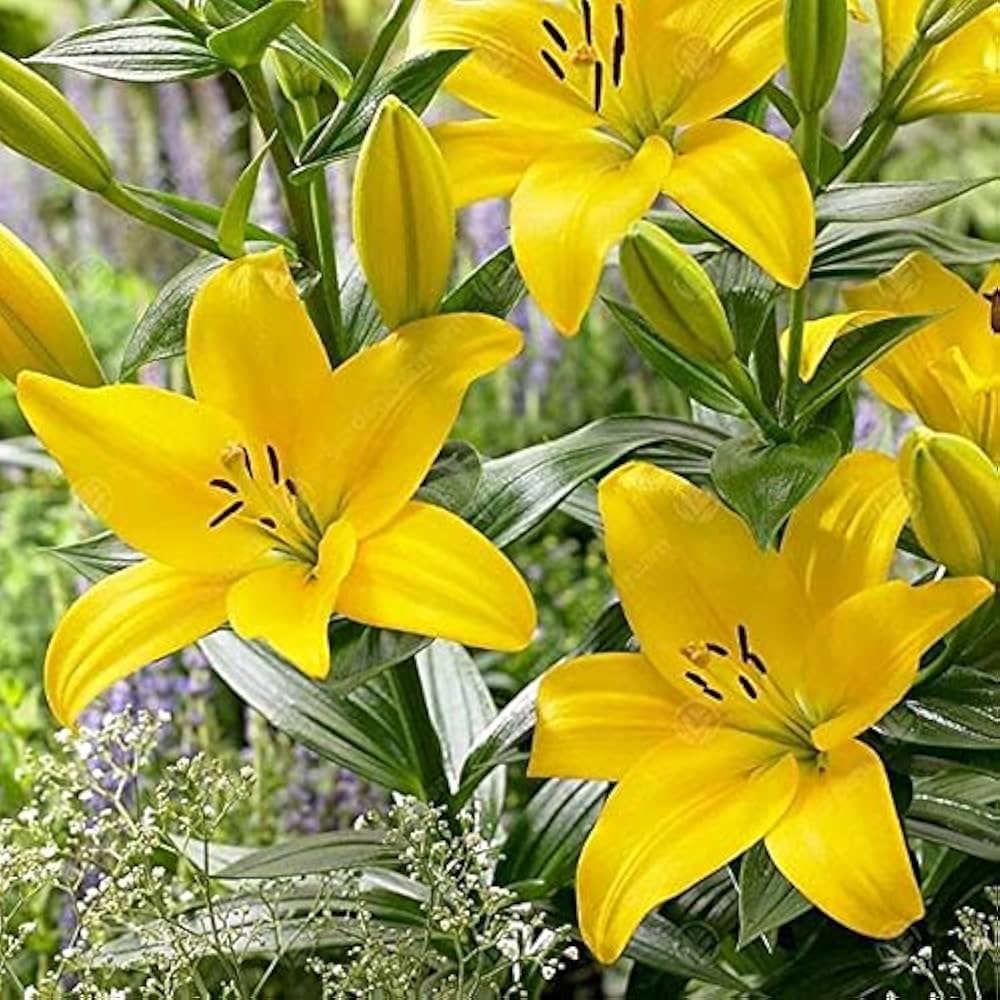 Heirloom Non-GMO Crinum Flower Seeds for Planting – Fragrant Tropical Garden Blooms, High Germination