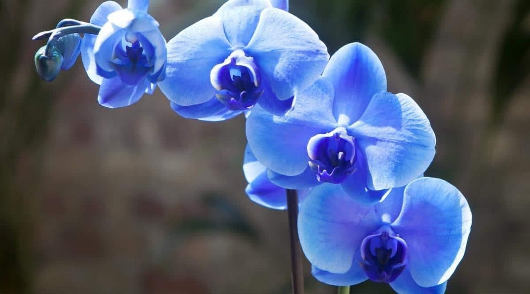 blue butterfly flower seeds