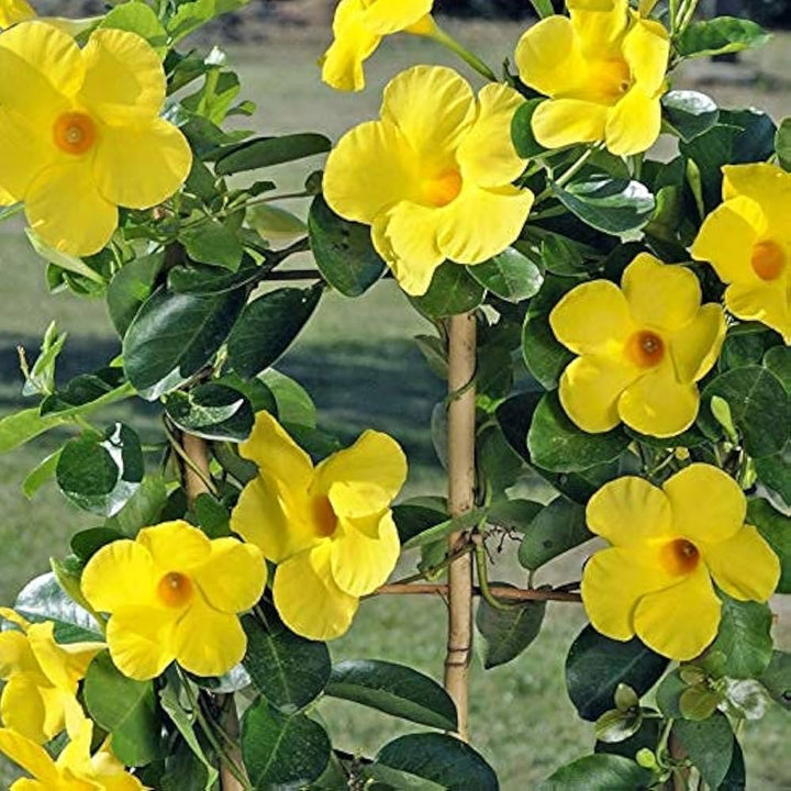 Heirloom Yellow Mandevilla Sanderi Flower Seeds for Planting - GMO Frees, Ideal for Home Garden