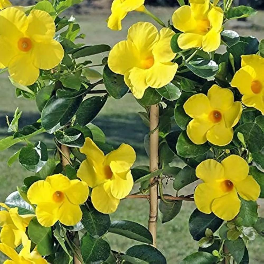yellow heirloom flower seeds