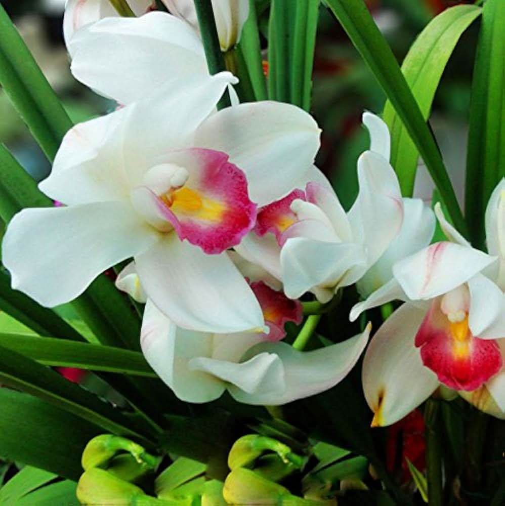chinese cymbidium flower seeds