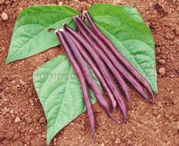 Violet Beans Seeds for Planting