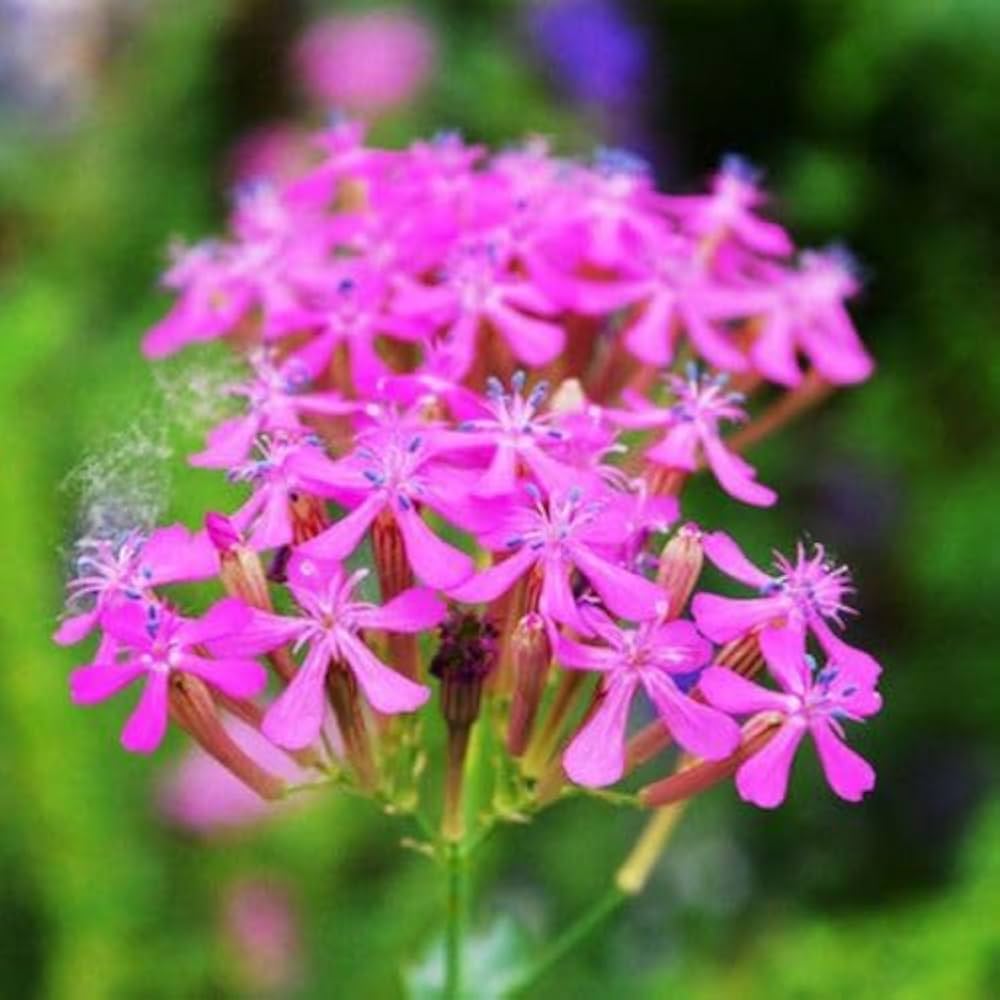 pink catchfly flower seeds