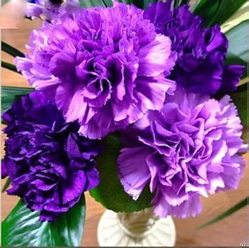 violet caryophyllus flower seeds