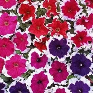 mixed color flower seeds