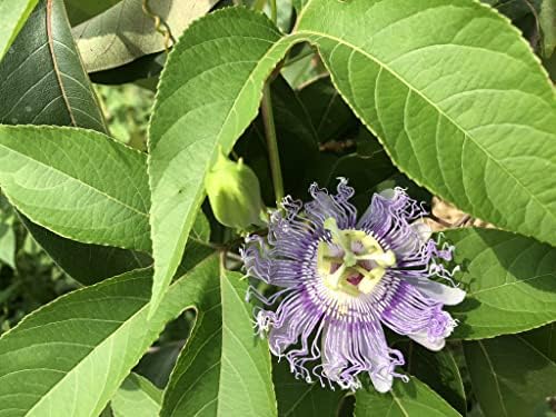 passion flower flower seeds