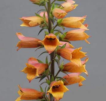 Flower Seeds, Seeds for Planting, Plant Seeds