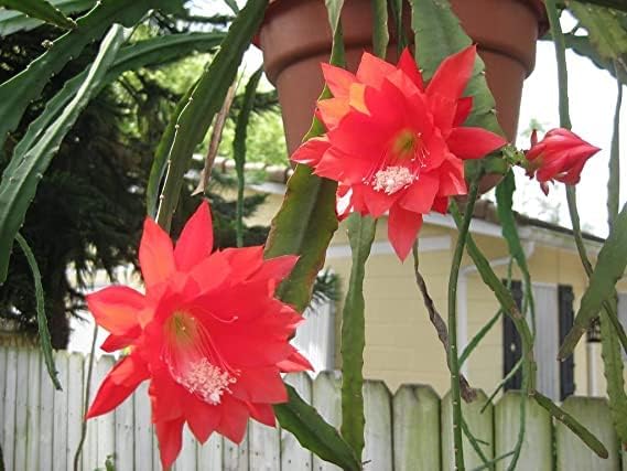 Red Epiphyllum Flower Seeds for Planting – 50 Pcs, Heirloom, Non-GMO, High Germination Organic Garden Seeds