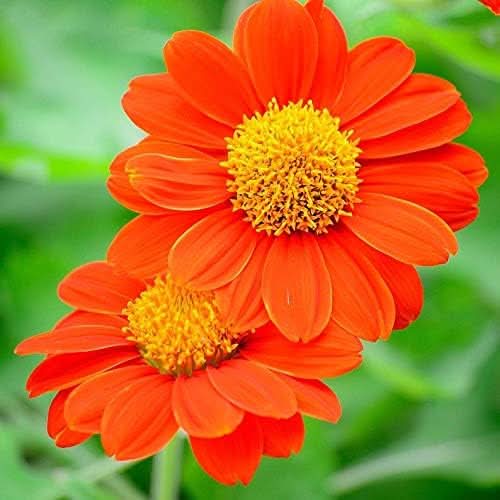 sunflower mexican flower seeds